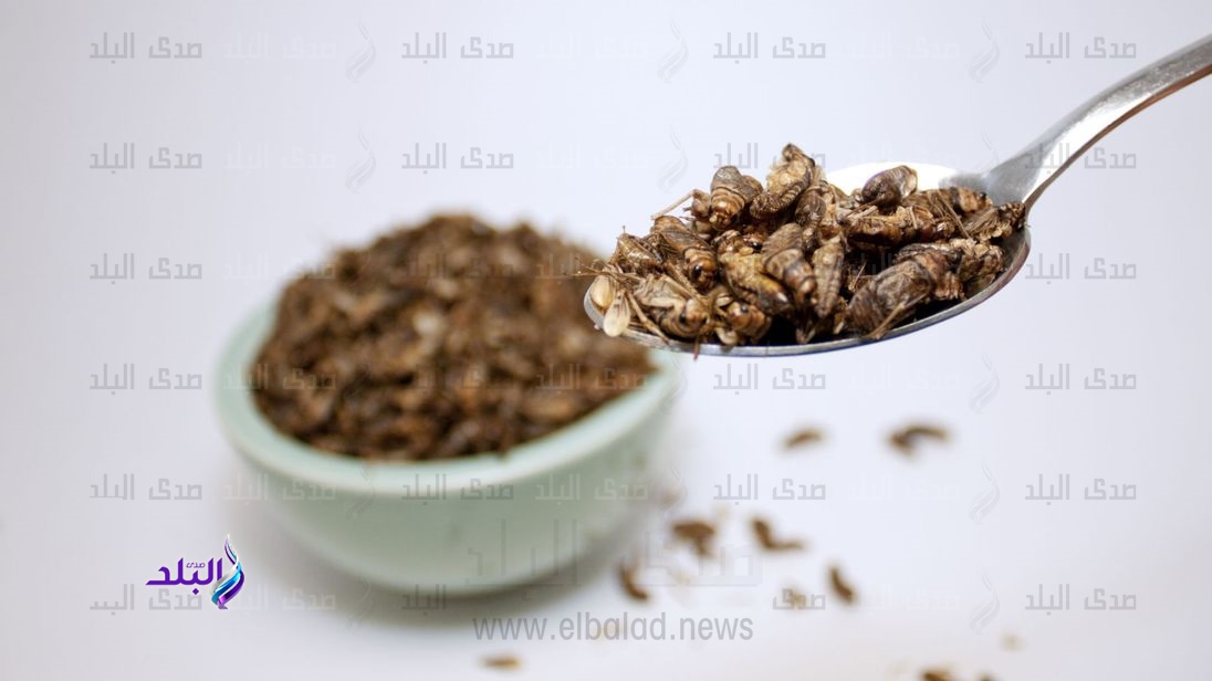 حشرات مشوية