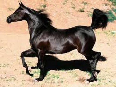 مهرجان الخيول مهرجان الخيول