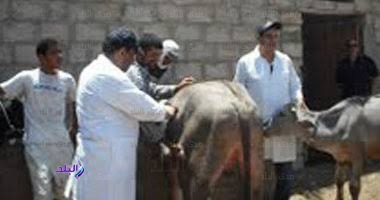 وافل بيطرية بالبحيرة لعلاج الأغنام وافل بيطرية بالبحيرة لعلاج الأغنام