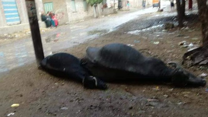 نفوق ماشيتين صعقًا بالكهرباء
