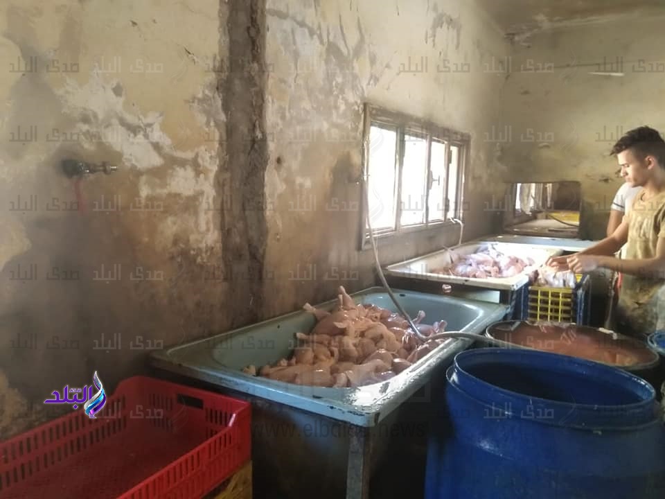 مجزر دواجن بدون ترخيص