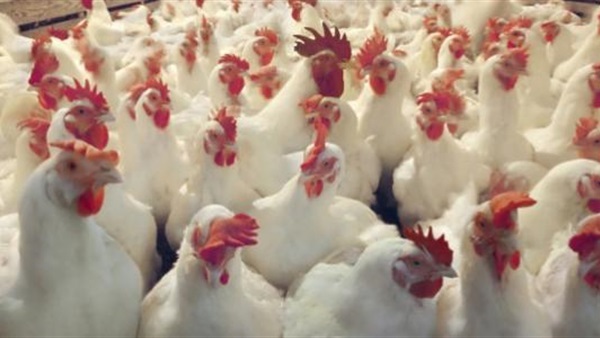 بورصة الدواجن .. الفراخ البيضاء تسجل 22 جنيها