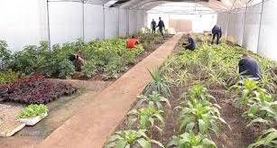 طرح 450 فدان و40 صوبة زراعية لشباب الوادى الجديد