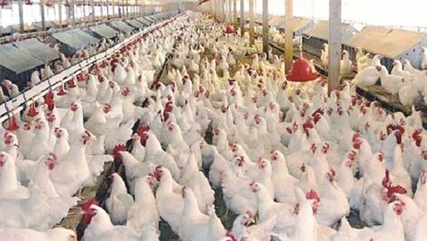 بورصة الدواجن .. الفراخ البيضاء تسجل 22 جنيها للكيلو بورصة الدواجن .. الفراخ البيضاء تسجل 22 جنيها للكيلو