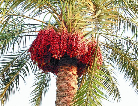 أشجار النخيل