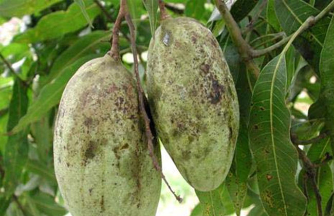 العفن الهبابي في المانجو