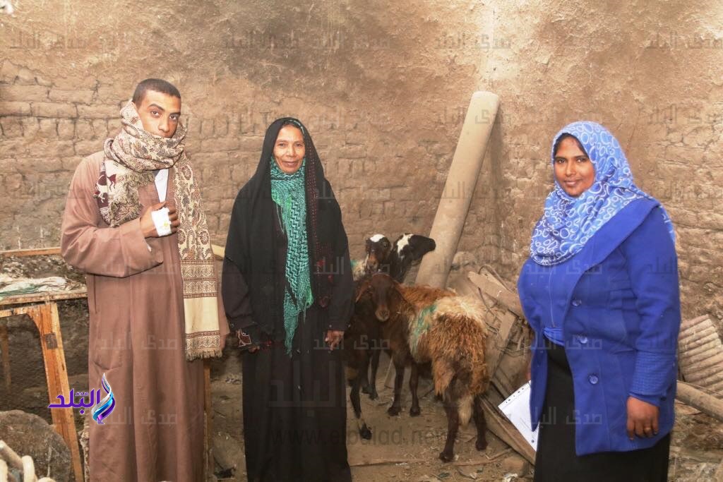 نجع الفوالة بالأقصر نجع الفوالة بالأقصر