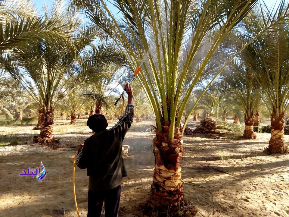 مكافحة سوسة النخيل بسيوة