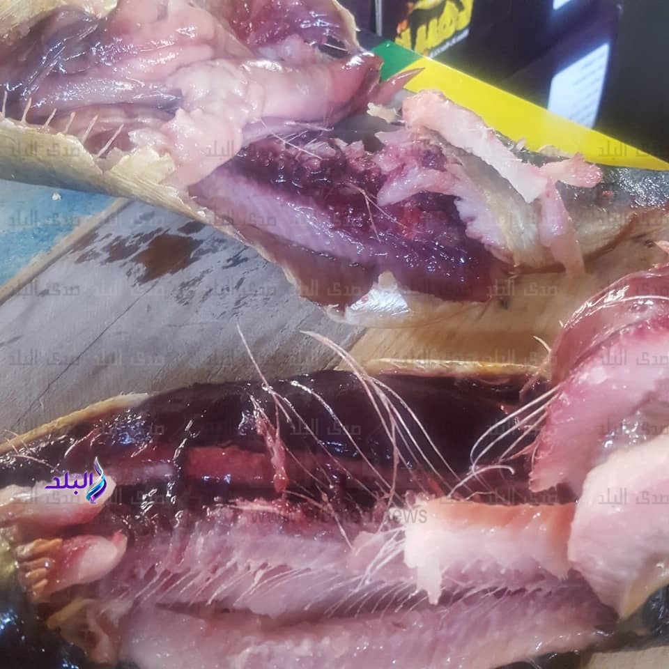 أسماك فاسدة