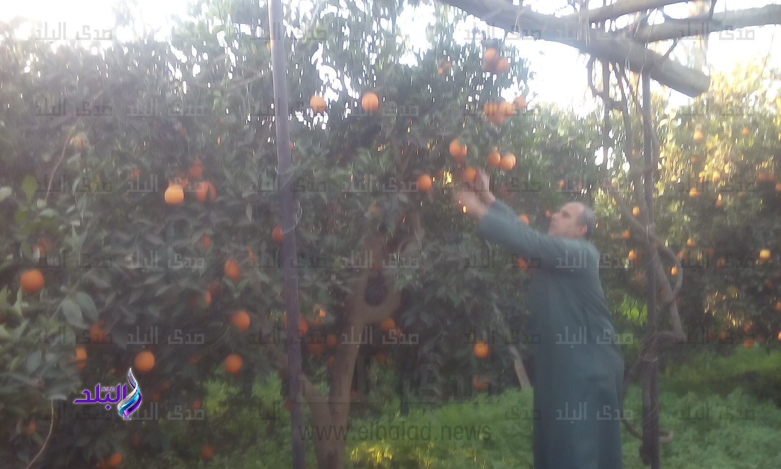 مزرعة موالح