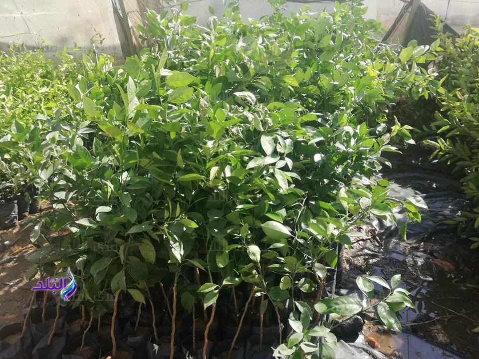 أشجار الفاكهة