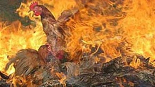 صورة أرشيفية - نفوق دجاج فى حريق