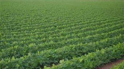 تخصيص 1000 فدان لنقابة الزراعيين بالوادي الجديد تخصيص 1000 فدان لنقابة الزراعيين بالوادي الجديد