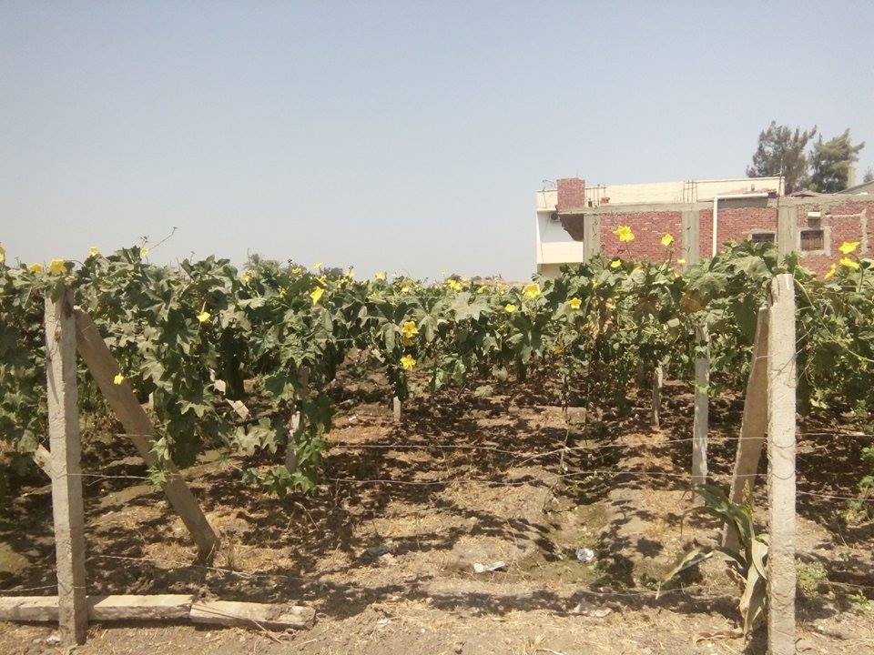 زراعة اللوف بقرية الطوبجي