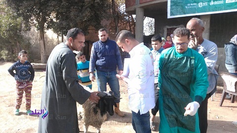 مصر الخير تنظم قافلة بيطرية لعلاج المواشي بالمجان 