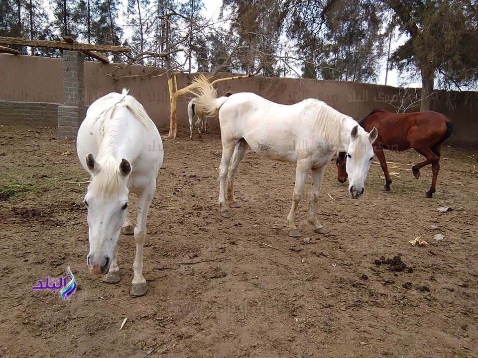 خيول قبيلة الطحاوية