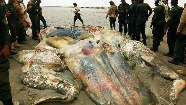 الكائن المرعب