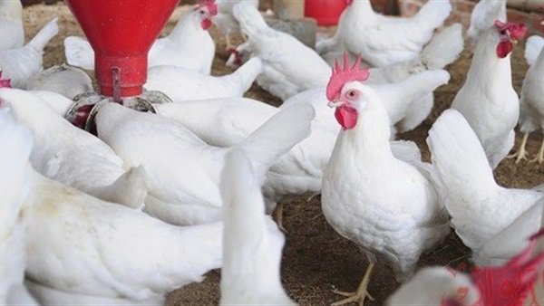 بورصة الدواجن .. إرتفاع جماعي لأسعار الفراخ بورصة الدواجن .. إرتفاع جماعي لأسعار الفراخ