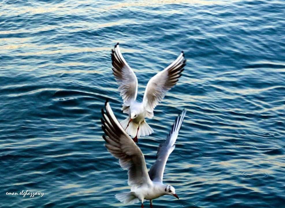 ٢٥ سفينة إجمالي الحركه بموانئ بورسعيد