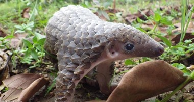 حيوان البنجول