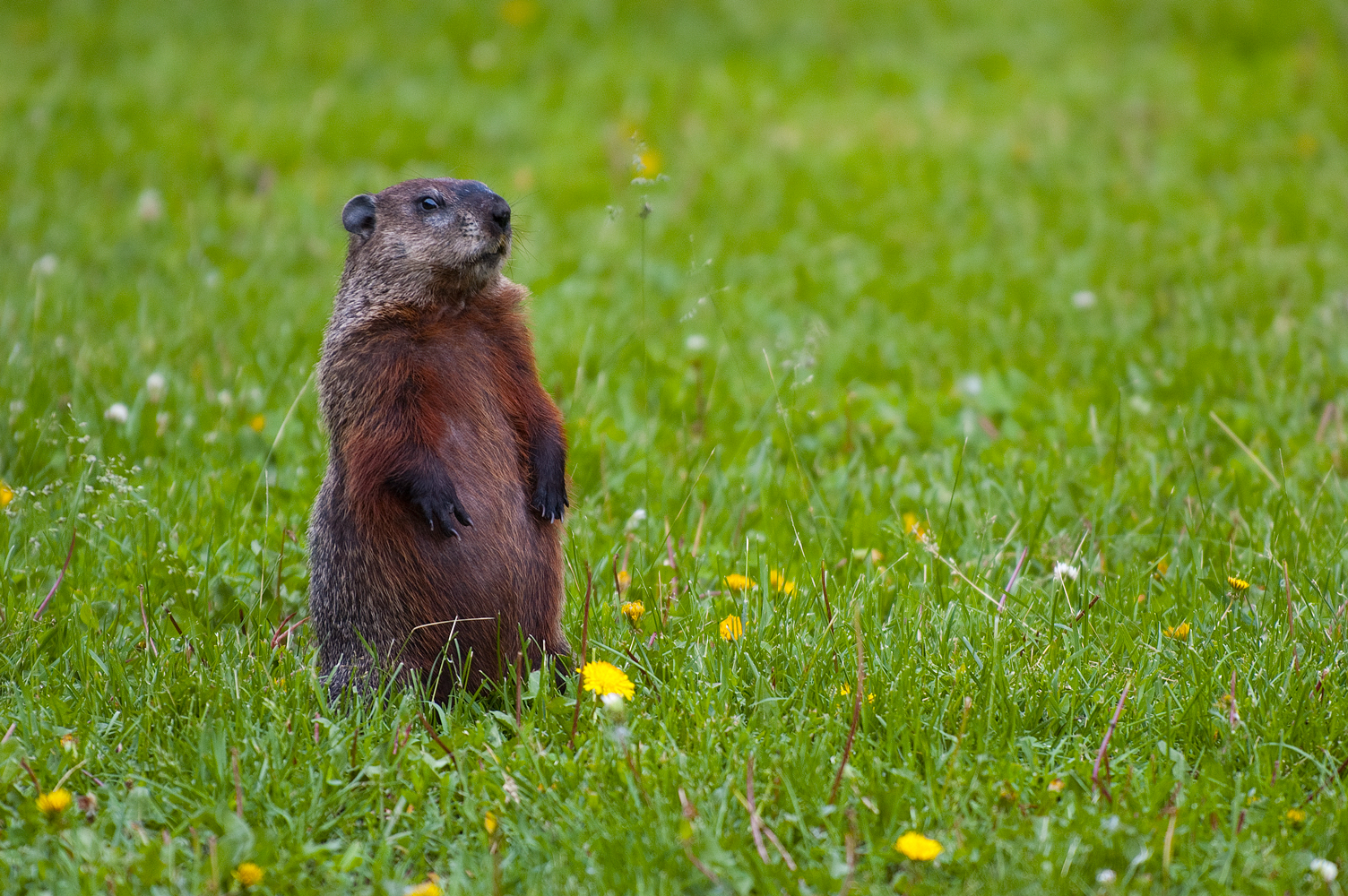 ground hog