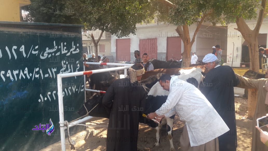 نائب وزير الزراعة تتفقد لجان التحصين ضد الحمى القلاعية