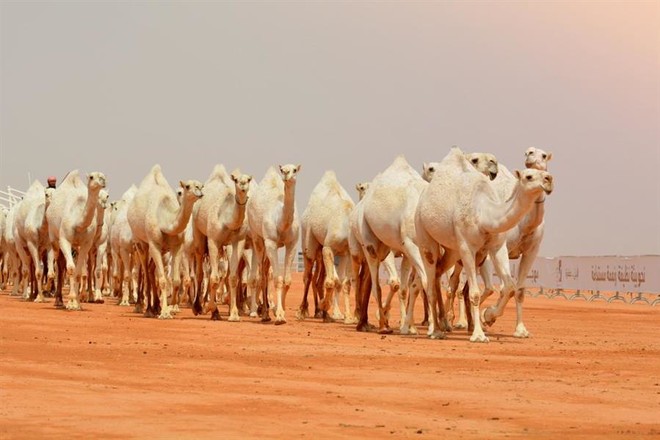 مهرجان الملك عبدالعزيز للإبل مهرجان الملك عبدالعزيز للإبل