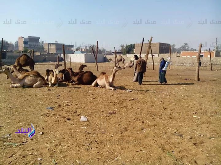 صحة أسوان تنظم حملة لأعمال المكافحة الحشرية بسوق دراو صحة أسوان تنظم حملة لأعمال المكافحة الحشرية بسوق دراو