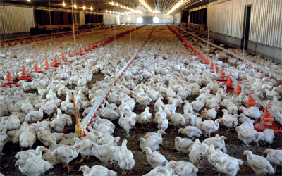 زراعه المنوفية الموافقة علي ترخيص 37 مزرعة دواجن و85 مزرعة 