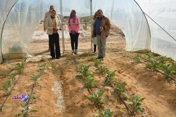 جني أول كمية من محصول الأزولا بالوادى الجديد ...صور
