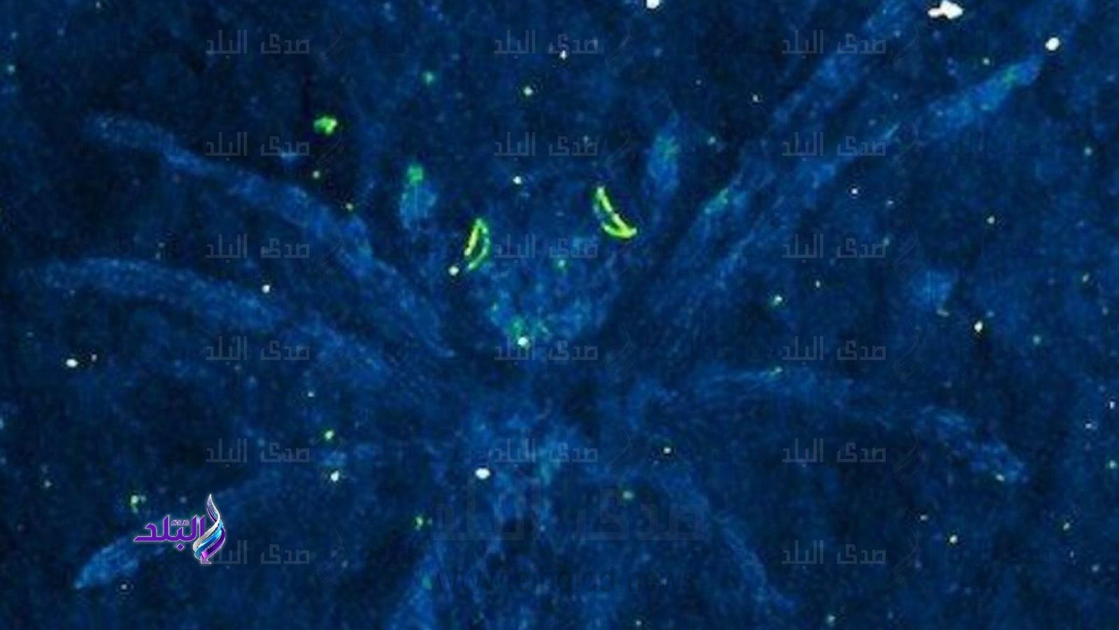 عناكب بعيون مضيئة عناكب بعيون مضيئة