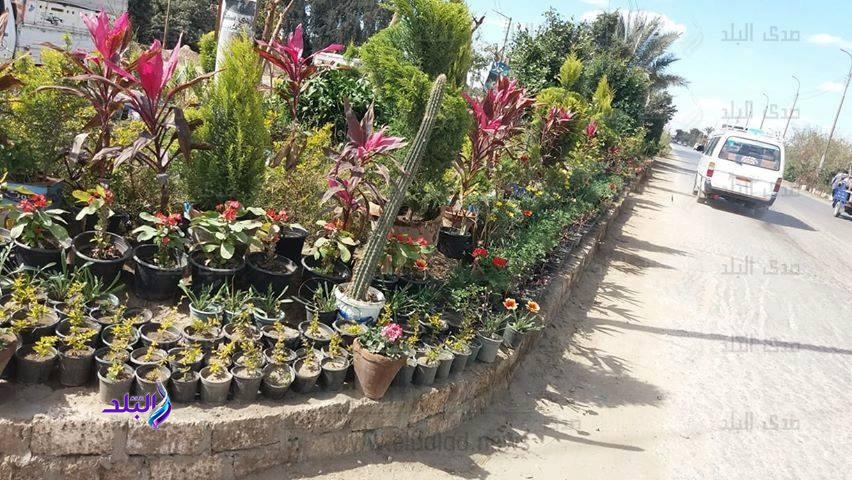 المنيا تنتهي من تطوير وتجميل ميدان صيدناوى