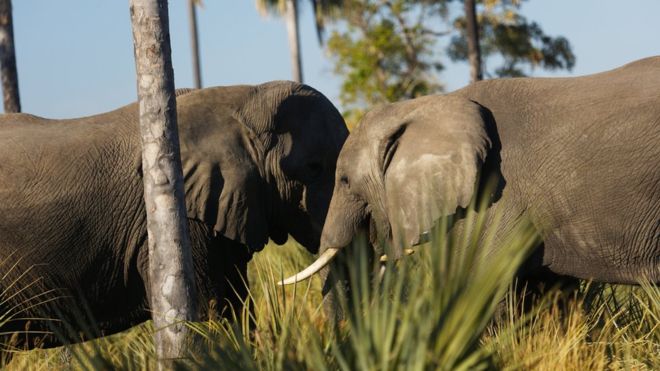 بوتسوانا مصدر ثلث الافيال الأفريقية