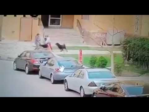 صورة للواقعة