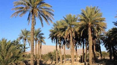دورات للمزارعين بالوادى الجديد حول تلقيح النخيل دورات للمزارعين بالوادى الجديد حول تلقيح النخيل