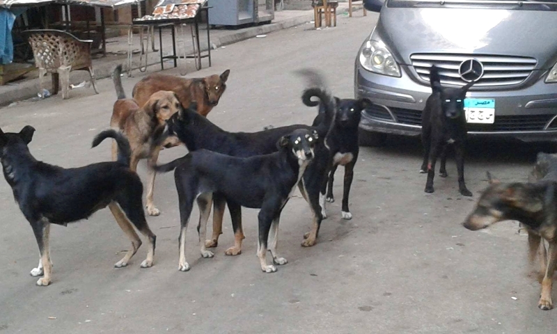 صورة ارشفية صورة ارشفية