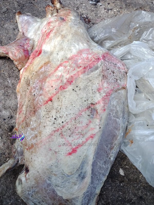 إعدام 3 طن لحوم فاسدة بالبحيرة خارج الكتلة السكنية إعدام 3 طن لحوم فاسدة بالبحيرة خارج الكتلة السكنية