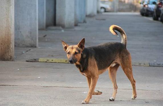 صورة أرشيفية - كلب ضال