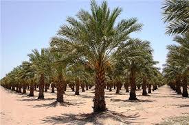 تخصيص 20 ألف فدان لزراعة مليوني نخلة بالوادي الجديد