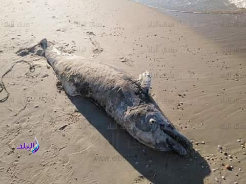  دولفين نافق 