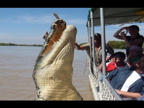 أرشيفية لاصطياد تمساح