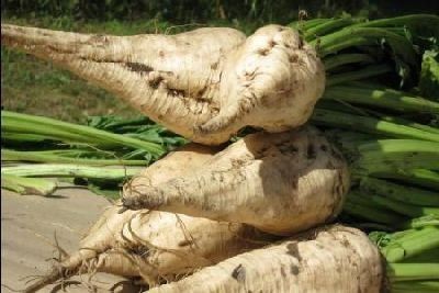 بنجرالسكر بنجرالسكر