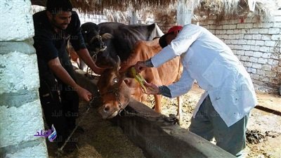 تحصين364 الف و424 رأس ماشية ضد مرض الحمي القلاعية بالمنوفية