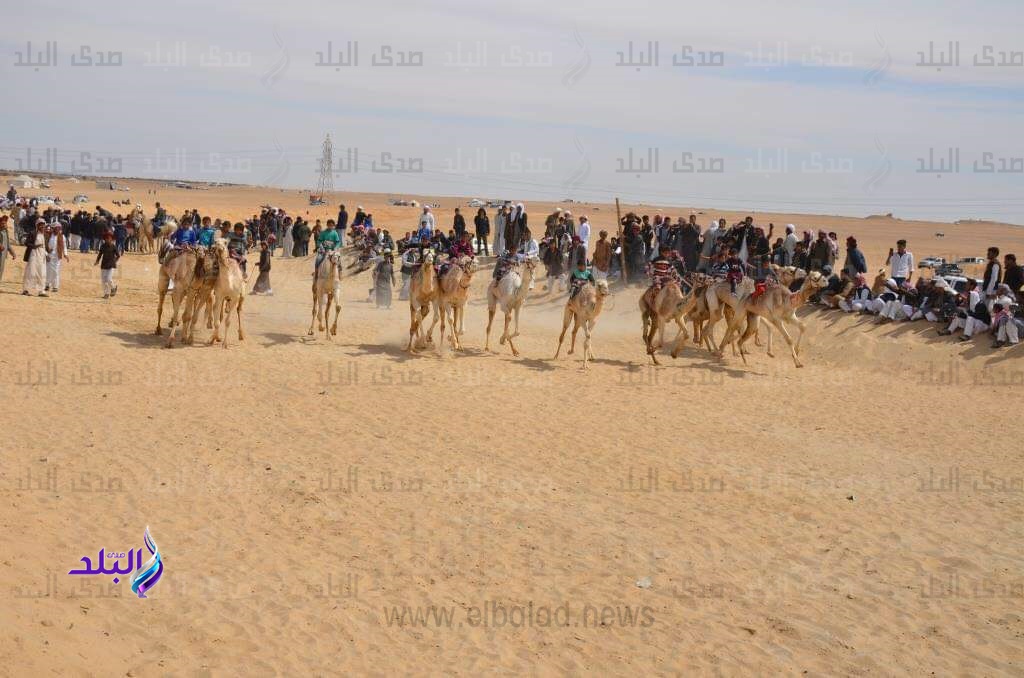 مهرجان الإسماعيلية الدولى الـ 18 لسباق الهجن مهرجان الإسماعيلية الدولى الـ 18 لسباق الهجن