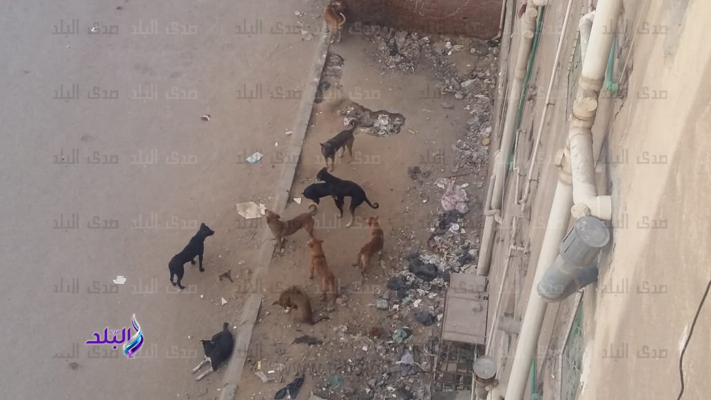 الكلاب الضالة بمدينة السلام الكلاب الضالة بمدينة السلام