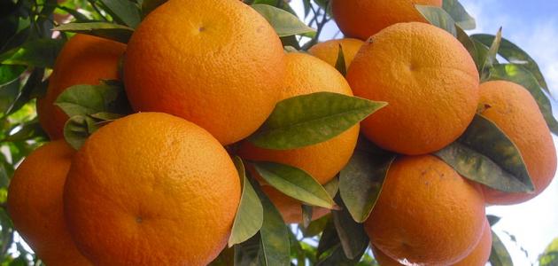  صورة أرشفية 