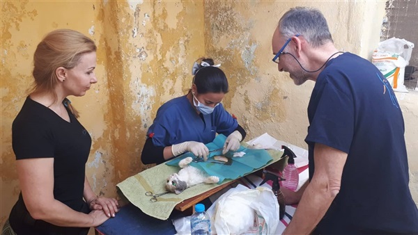 القضاء على الكلاب الضالة بالغردقة