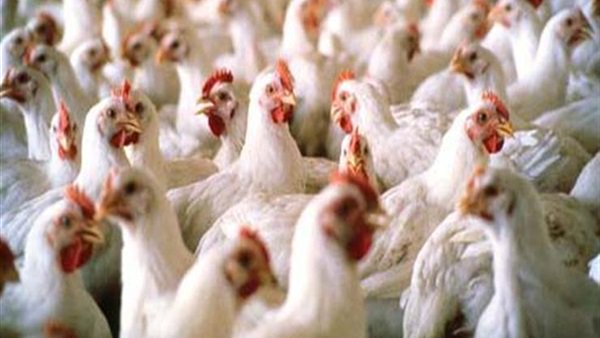 بورصة الدواجن .. الفراخ البيضاء تسجل 27 جنيها