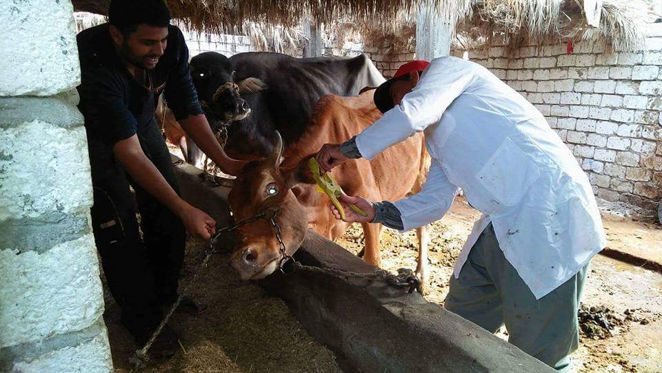 بيطري دمياط"نجاح حملة الوقاية ضد الحمى القلاعية