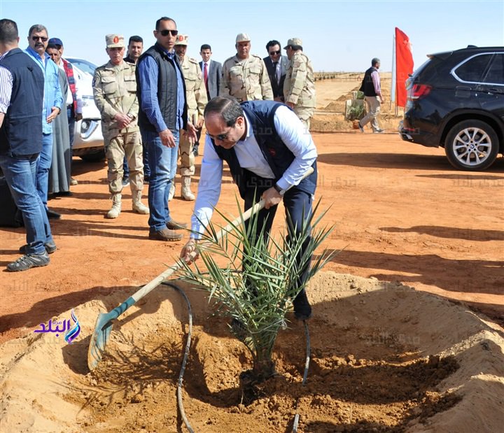 الرئيس السيسى يزرع نخلة بيده  فى صحراء توشكى 